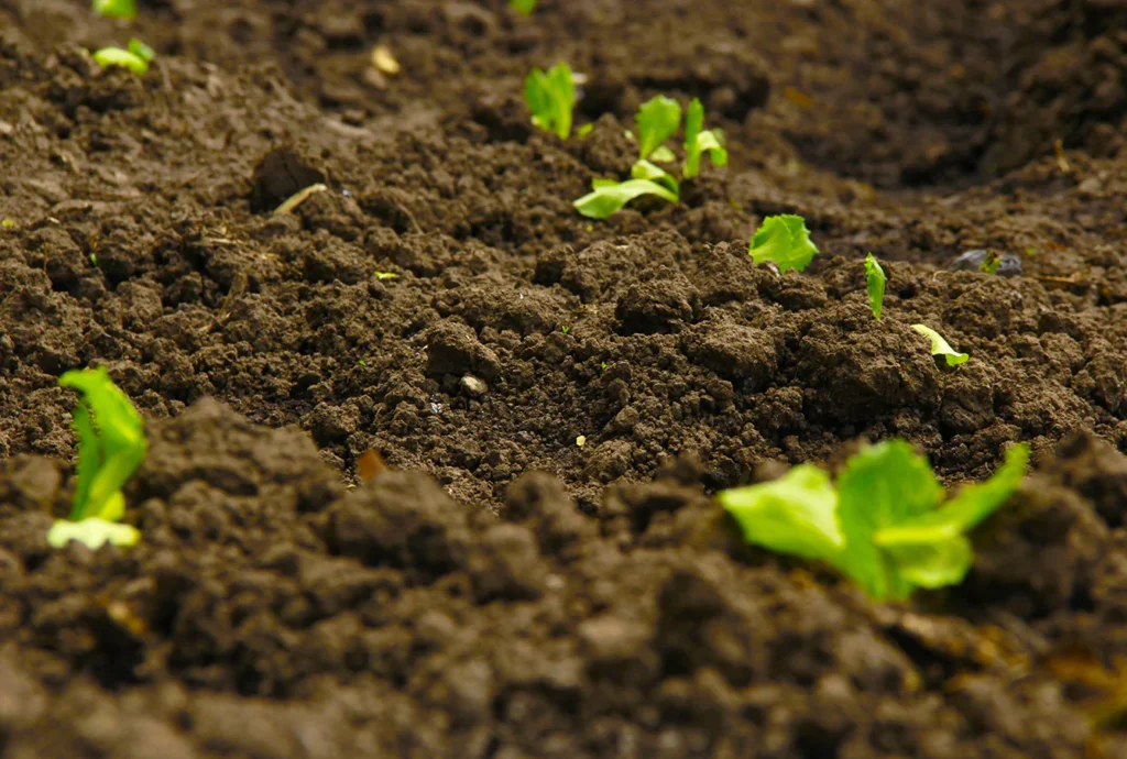Gardening soil with plant saplings