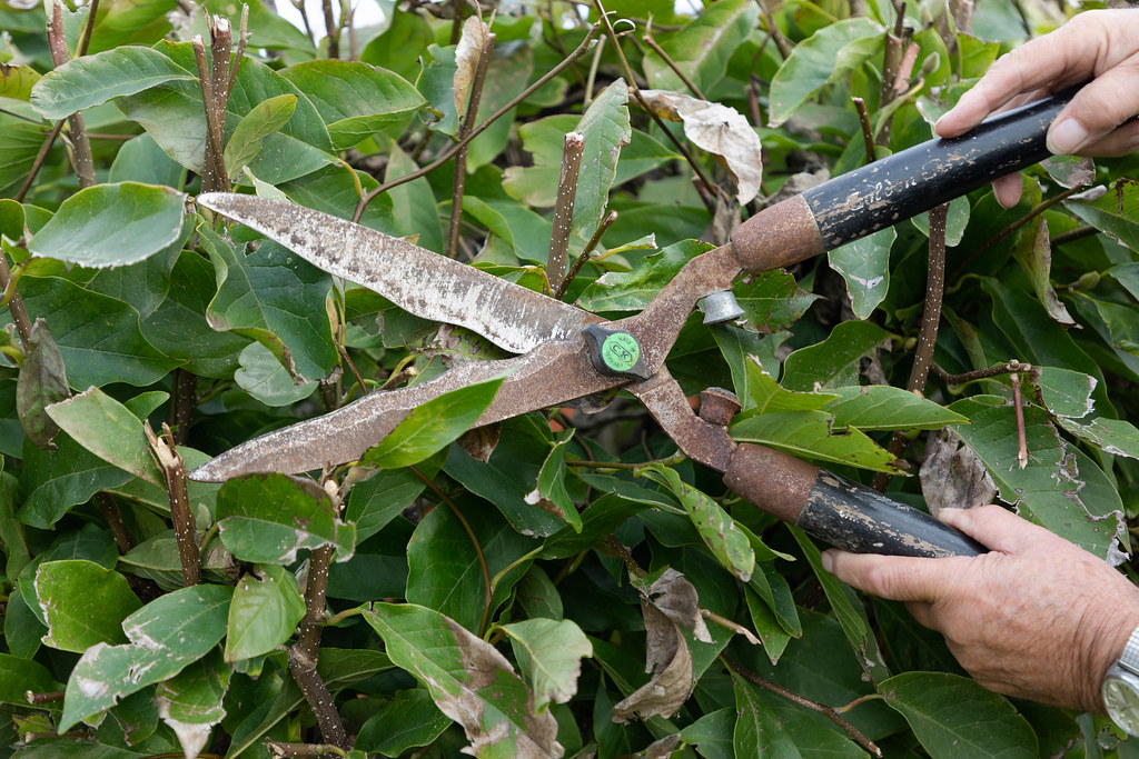 Cutting or trimming plants and shrubs
